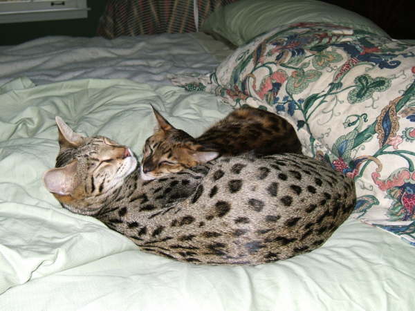 AJSavannahs F2B Oliver-Sophia April 2008