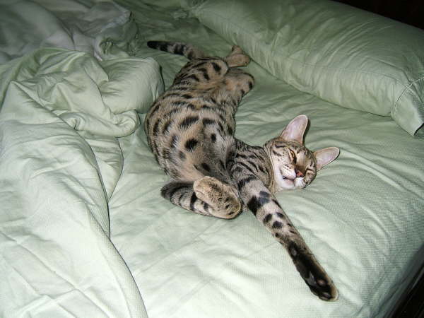 AJSavannahs F2B Oliver June 2008