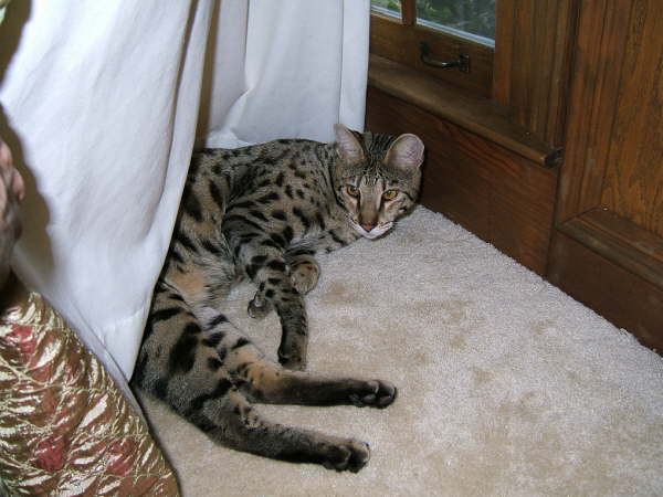 AJSavannahs F2B Oliver July 2008