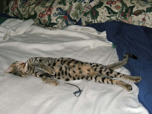 AJSavannahs F2B Oliver 3.5 months September 2007