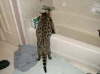 AJSavannahs F2B Oliver December 2007