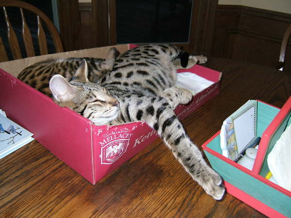 AJSavannahs F2B Oliver December 2007