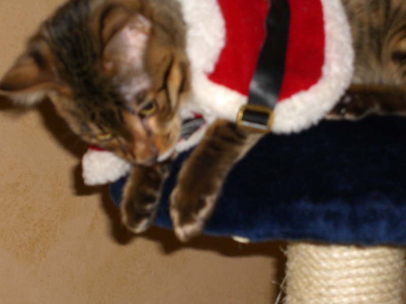 Santa_Wilbur_005