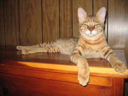 Spencer 120907 regal 1