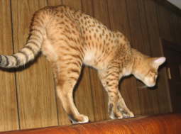 Spencer long legs 010108