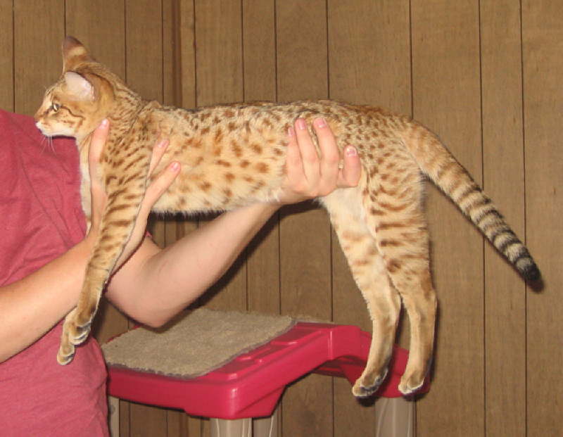 Spencer show cat 112107