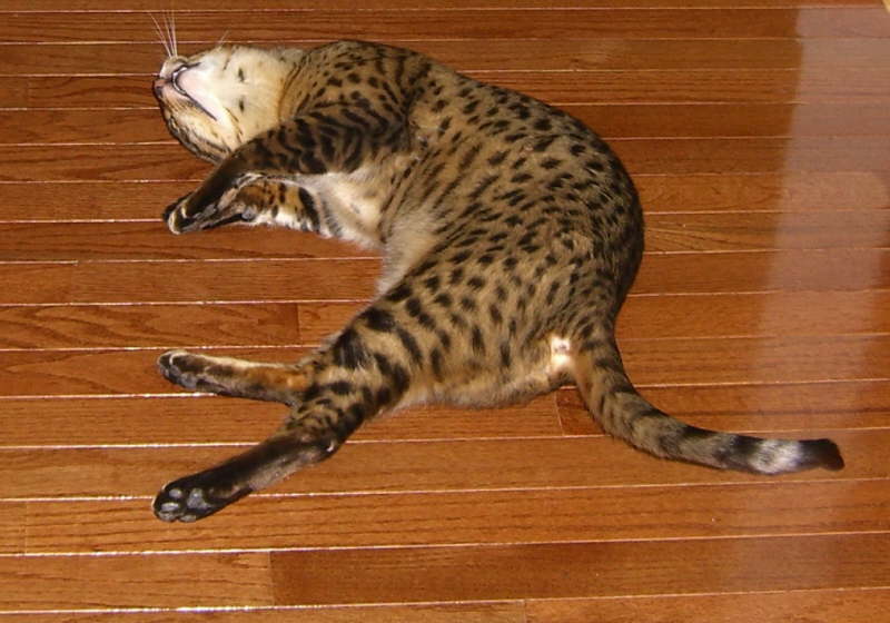 Wilbur4_15_011