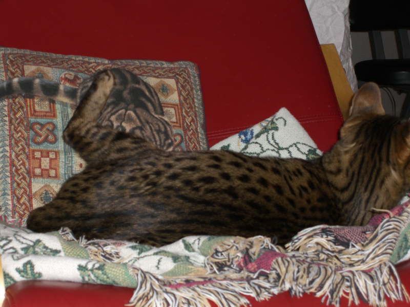 Wilbur_3