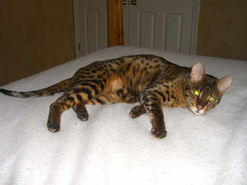 bedhog2