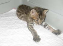 AJSavannahs F2B Harvey 103008