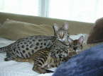 AJSavannahs F2B Oliver and Sophia June 2008