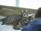 AJSavannahs F2B Oliver and Sophia June 2008