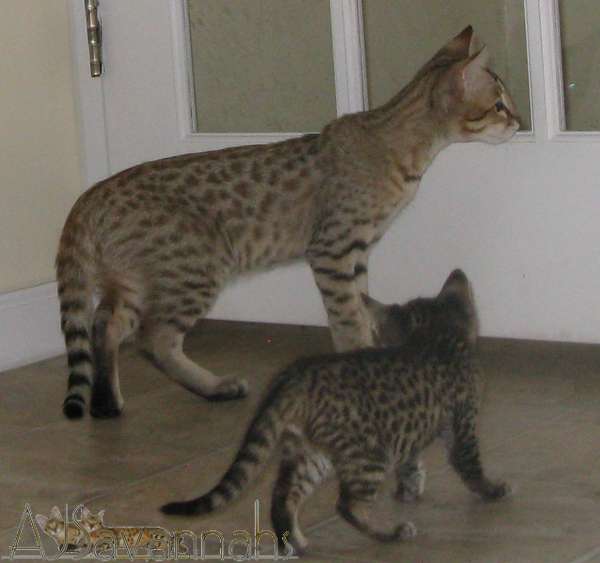 Savannah Cat F2 Full Grown