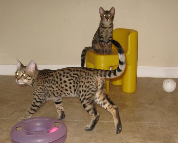 Savannah Cat Kitten